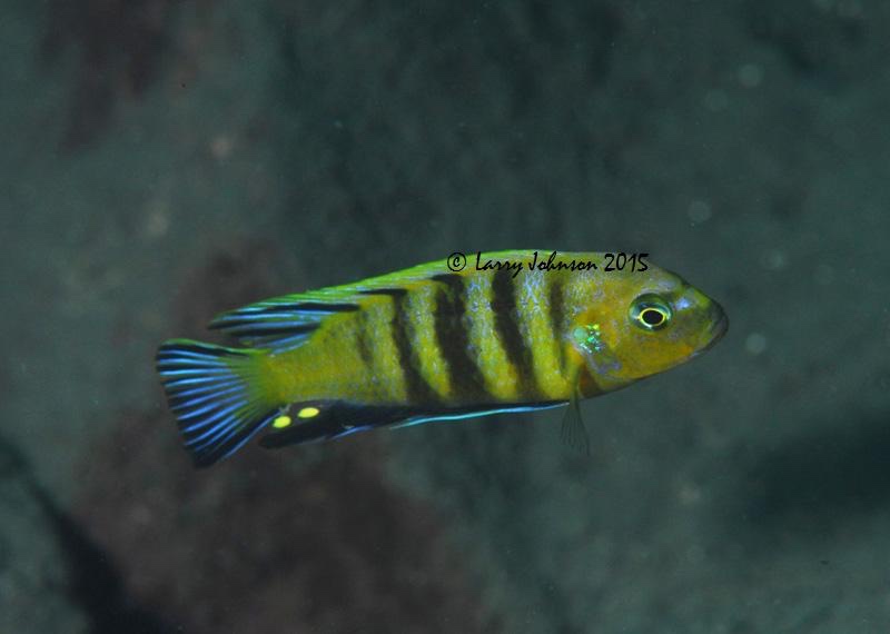 Cynotilapia sp. 'lion' Lion's Cove